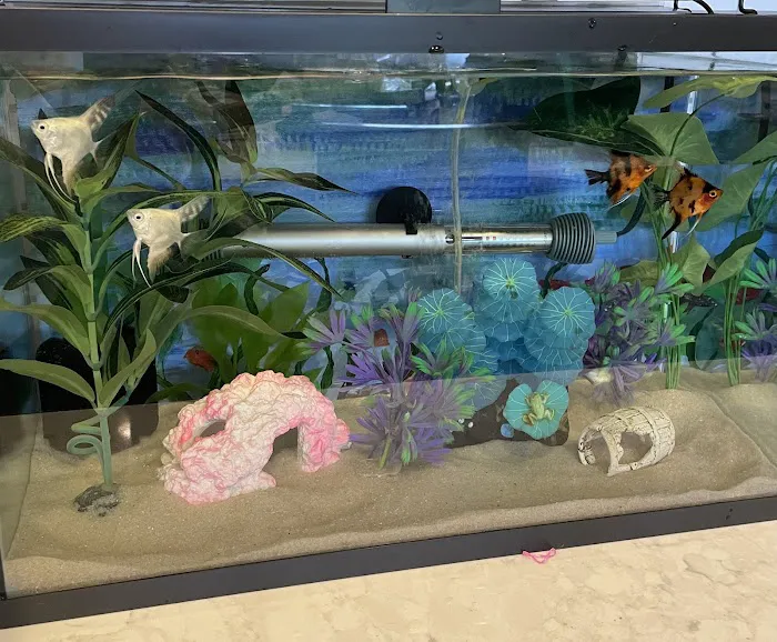 Amazonia Tropical Fish Picture 10