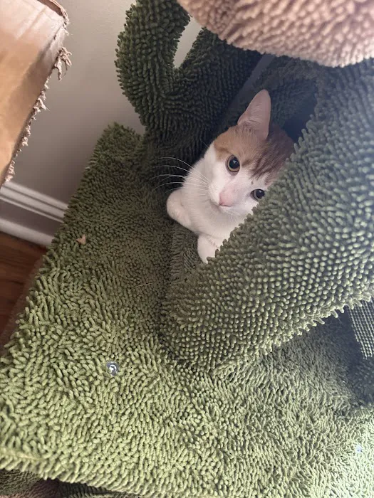 People's Pets Picture 3