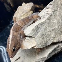 People's Pets ico