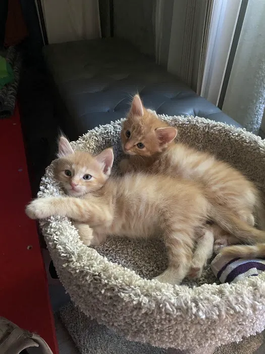 Central Orange County Emergency Animal Hospital Picture 8