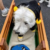 Bark Ave Pet Supplies ico