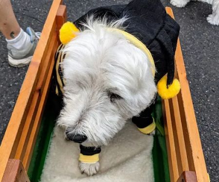 Bark Ave Pet Supplies