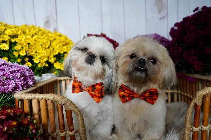 Bark Ave Pet Supplies Picture 4