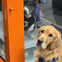 Animal Wellness Center of OC ico