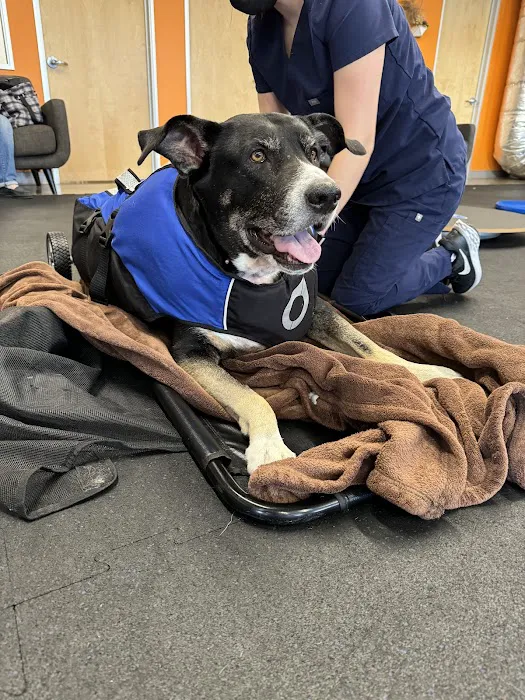 Animal Wellness Center of OC Picture 6