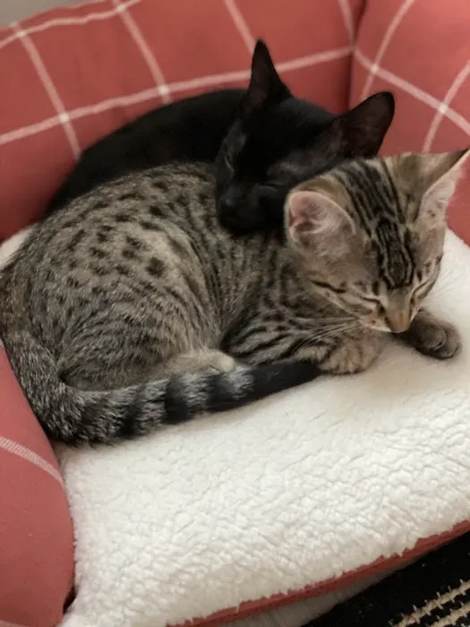 Pets Plus - Lansdale Picture 9