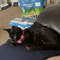 Pets Plus - Lansdale ico