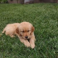 Hamilton Animal Hospital ico