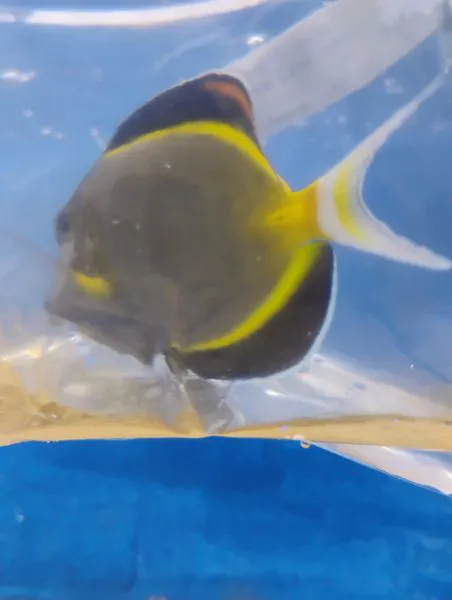More Than Fish Aquarium and Pets Picture 9