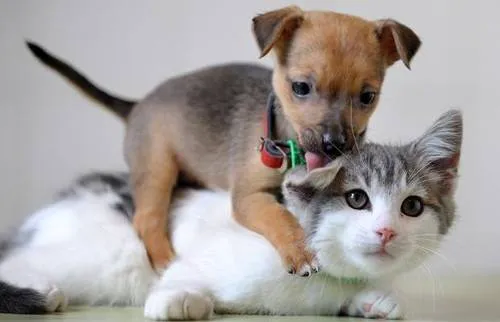 Back Bay Veterinary Hospital Picture 4
