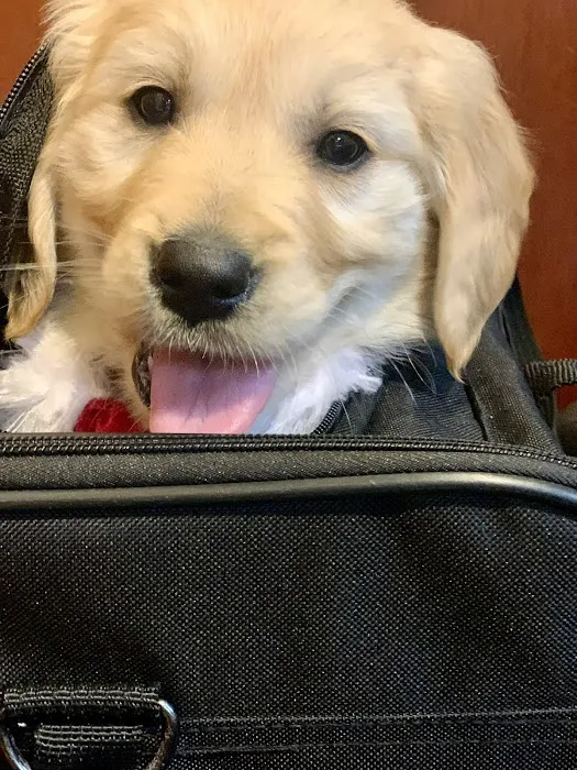 Back Bay Veterinary Hospital Picture 6