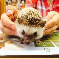All Creatures Care Cottage ico
