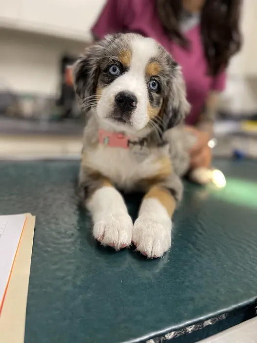Mesa West Pet Hospital Picture 1