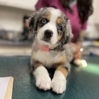 Mesa West Pet Hospital ico