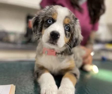 Mesa West Pet Hospital