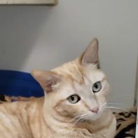 AAA Animal Hospital ico