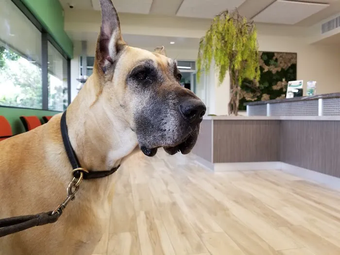 VCA PetPoint Medical Center and Resort Picture 2