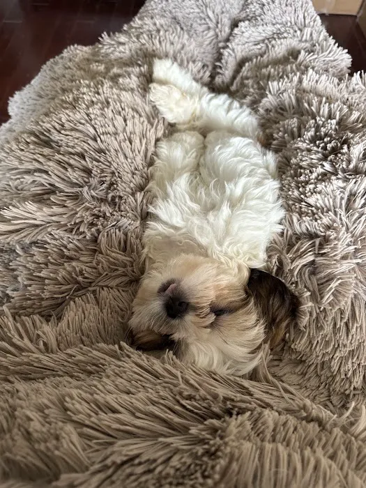 Vinnie's Bow Wow Shoppe Picture 7