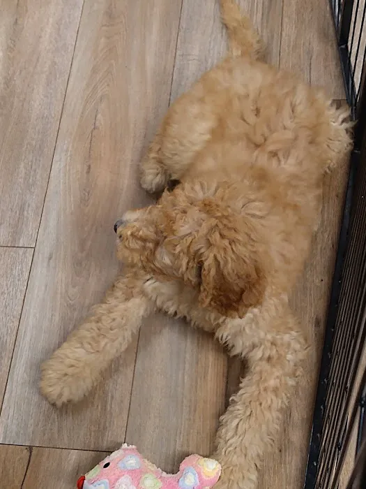 Vinnie's Bow Wow Shoppe Picture 4