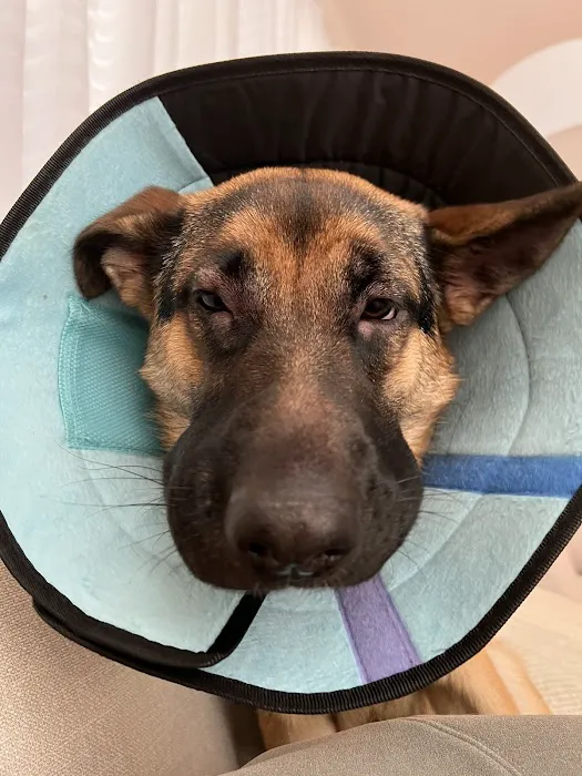 Pacific CARE Pet Emergency & Specialty Picture 2