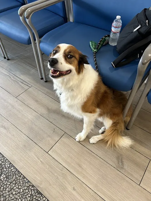 Pacific CARE Pet Emergency & Specialty Picture 7