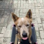 Pacific CARE Pet Emergency & Specialty