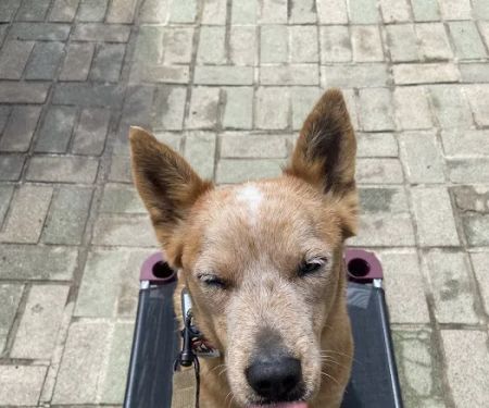 Pacific CARE Pet Emergency & Specialty