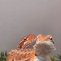 Just For Pets ico