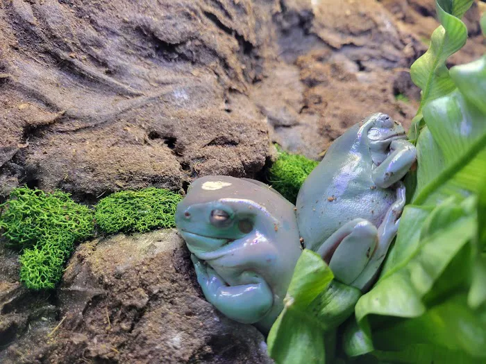 CRAZY FROG LADY L.L.C. Picture 2