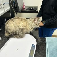 Stonecreek Animal Hospital, A Thrive Pet Healthcare Partner ico