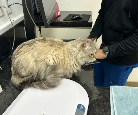 Stonecreek Animal Hospital, A Thrive Pet Healthcare Partner