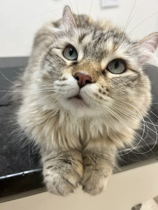 Stonecreek Animal Hospital, A Thrive Pet Healthcare Partner Picture 5