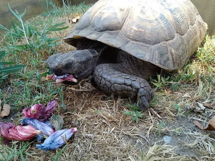 Irvine Valley Veterinary Hospital Emergency Picture 8