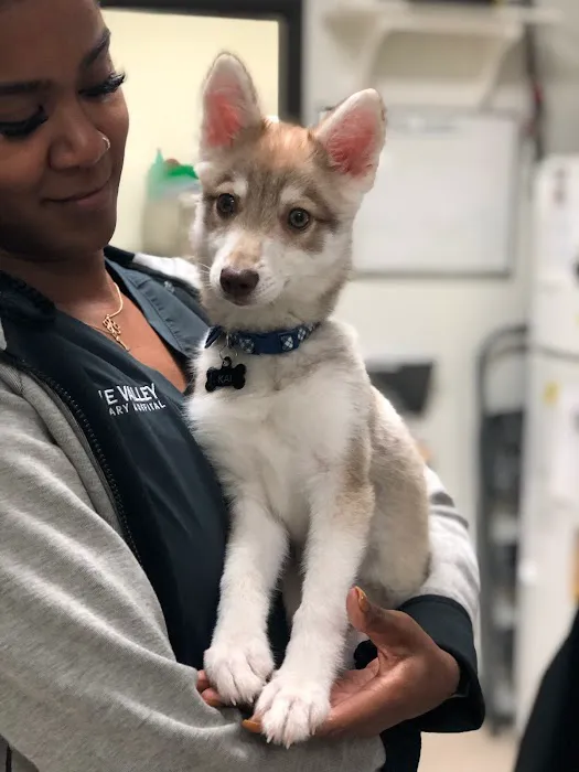Irvine Valley Veterinary Hospital Emergency Picture 3