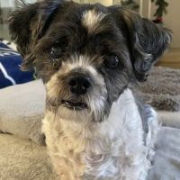 Quail Animal Hospital ico
