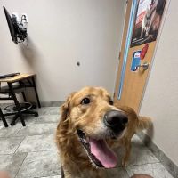 VCA Irvine University Park Animal Hospital ico