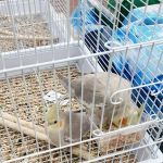 Pets Plus - Quakertown