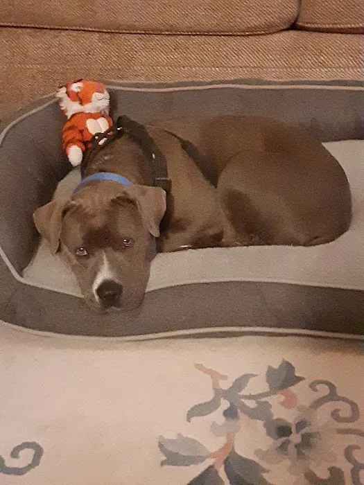 Pets Plus - Quakertown Picture 8