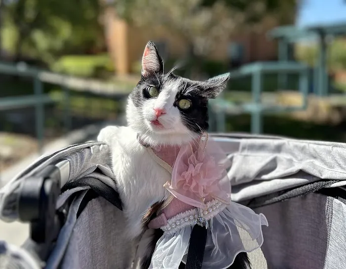 Newport Mesa Animal Hospital Picture 2