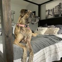 Newport Mesa Animal Hospital ico