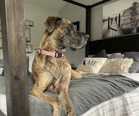 Newport Mesa Animal Hospital