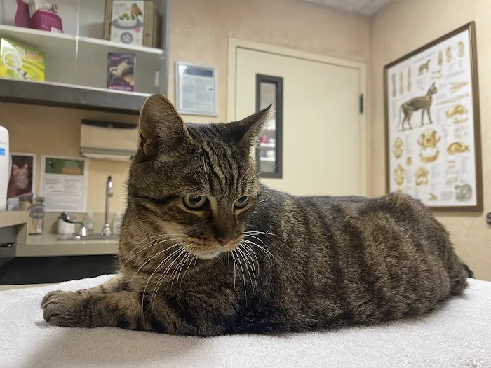 Cat Clinic Picture 2