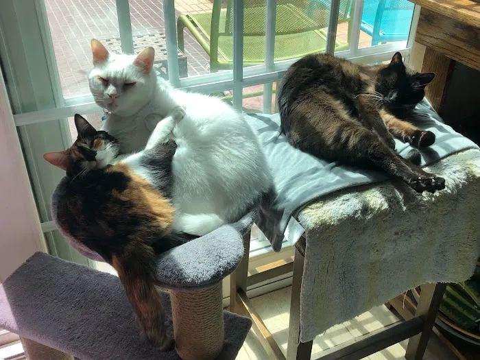 Cat Clinic Picture 1