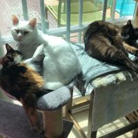 Cat Clinic ico