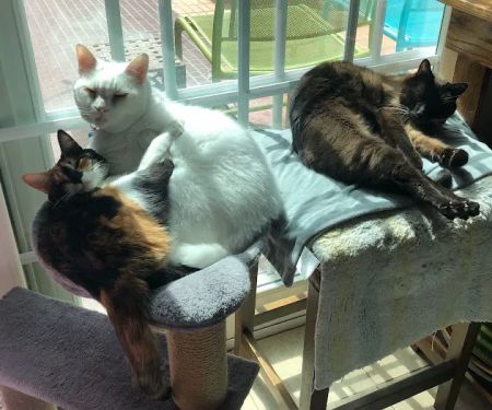 Cat Clinic