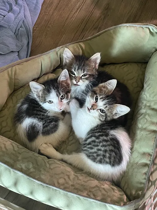 Cat Clinic Picture 7