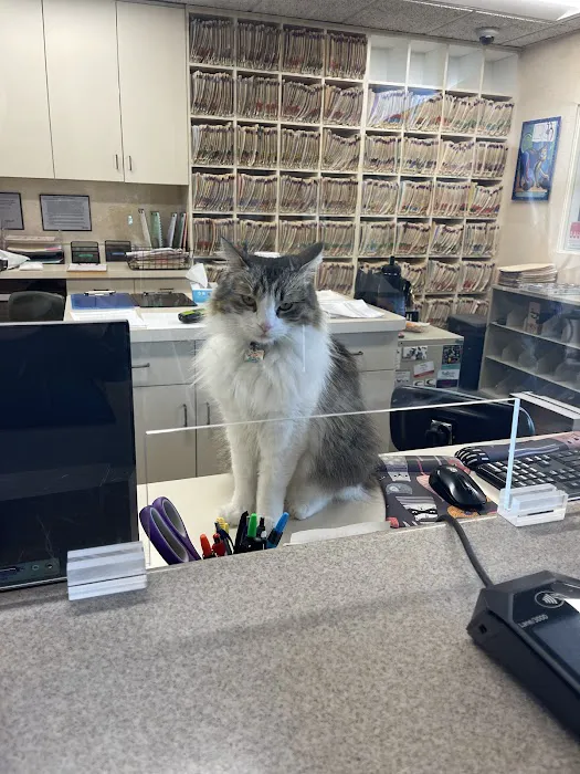 Cat Clinic Picture 3