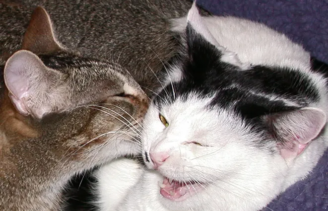 Cat Clinic Picture 5