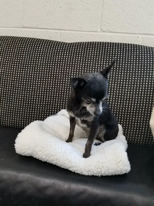 Costa Mesa Animal Hospital Picture 7