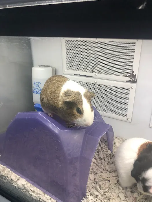 Petco Picture 5